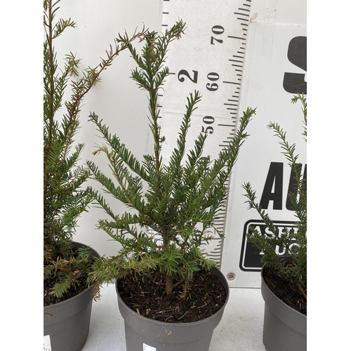 48 - FOUR YEW TAXUS BACCATA PLANTS HEDGING PLANTS APPROX 60-70CM IN HEIGHT IN 7 LTR POTS TO BE SOLD FOR T... 