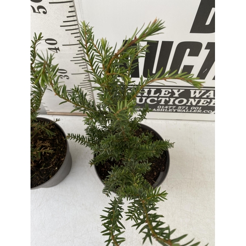 48 - FOUR YEW TAXUS BACCATA PLANTS HEDGING PLANTS APPROX 60-70CM IN HEIGHT IN 7 LTR POTS TO BE SOLD FOR T... 