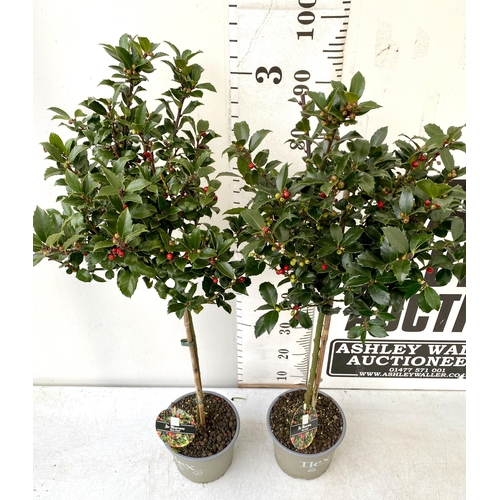 5 - A PAIR OF STANDARD HOLLY ILEX TREES 'BLUE MAID' WITH BERRIES. APPROX A METRE TALL IN A 3 LITRE POT T... 