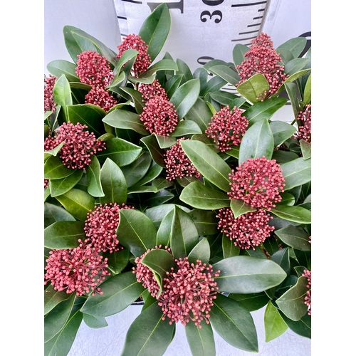 50 - EIGHTEEN RED SKIMMIA JAPONICA PLANTS IN 7CM POTS. APPROX 30CM IN HEIGHT TO BE SOLD FOR THE EIGHTEEN