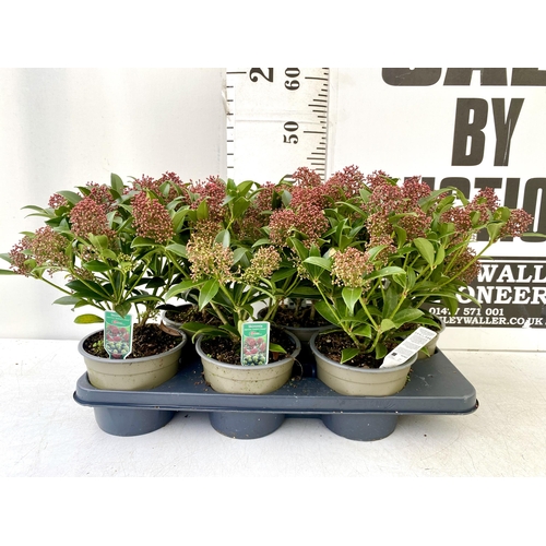 50 - EIGHTEEN RED SKIMMIA JAPONICA PLANTS IN 7CM POTS. APPROX 30CM IN HEIGHT TO BE SOLD FOR THE EIGHTEEN