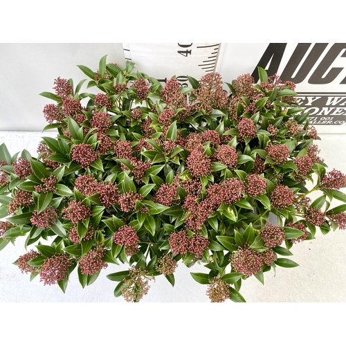 50 - EIGHTEEN RED SKIMMIA JAPONICA PLANTS IN 7CM POTS. APPROX 30CM IN HEIGHT TO BE SOLD FOR THE EIGHTEEN