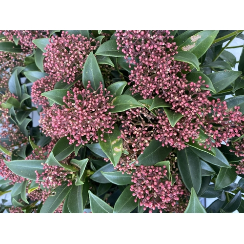 50 - EIGHTEEN RED SKIMMIA JAPONICA PLANTS IN 7CM POTS. APPROX 30CM IN HEIGHT TO BE SOLD FOR THE EIGHTEEN