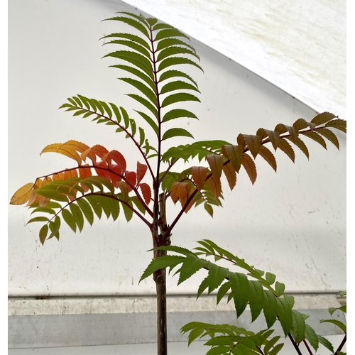 53 - ONE MOUNTAIN ASH SORBUS 'JOSEPH ROCK' APPROX 2.5 METRES. IN A 12 LTR POT, THIS IS AN UPRIGHT TREE WI... 