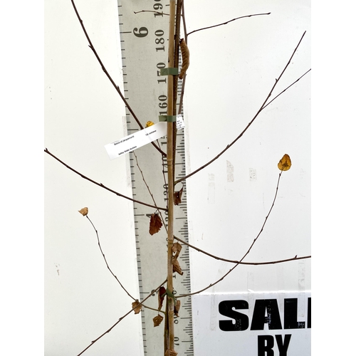 58 - ONE HIMALAYAN BIRCH BETULA UTILIS VARIETY JACQUEMONTII TREE OVER 2.5 METRES IN A 12 LTR POT. TREE HA... 