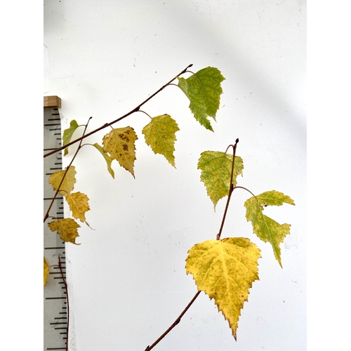 59 - ONE SILVER BIRCH BETULA ALBA PENDULA TREE OVER 2 METRES IN A 12 LTR POT. TREE HAS WHITE PEELING BARK... 