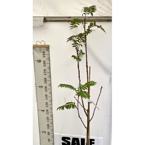 6 - ONE MOUNTAIN ASH SORBUS 'JOSEPH ROCK' OVER 230CMS. IN A 12 LTR POT, THIS IS AN UPRIGHT TREE WITH PIN... 