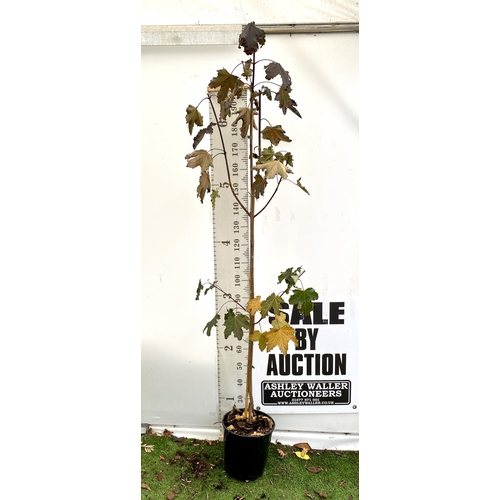 61 - ONE ACER PLATANOIDES 'CRIMSON KING' PURPLE MAPLE TREE OVER 230CM IN HEIGHT IN A 12 LITRE POT. LIME G... 