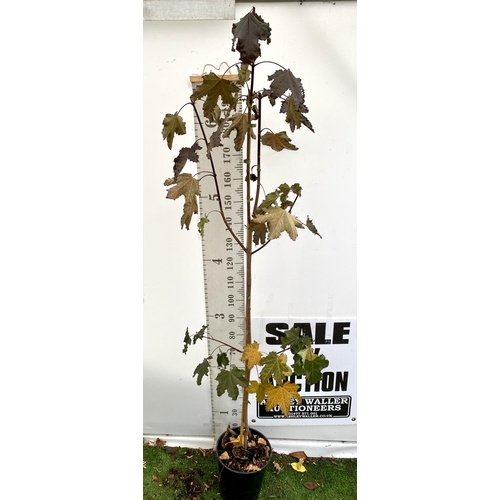 61 - ONE ACER PLATANOIDES 'CRIMSON KING' PURPLE MAPLE TREE OVER 230CM IN HEIGHT IN A 12 LITRE POT. LIME G... 