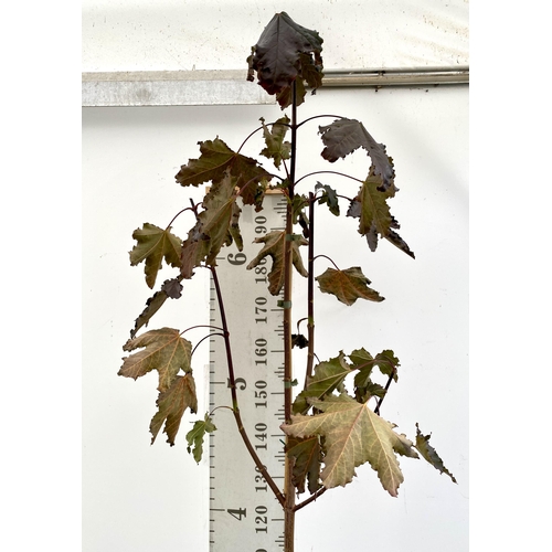 61 - ONE ACER PLATANOIDES 'CRIMSON KING' PURPLE MAPLE TREE OVER 230CM IN HEIGHT IN A 12 LITRE POT. LIME G... 