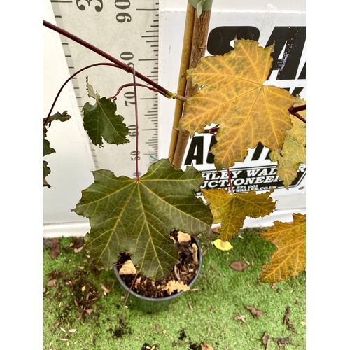 61 - ONE ACER PLATANOIDES 'CRIMSON KING' PURPLE MAPLE TREE OVER 230CM IN HEIGHT IN A 12 LITRE POT. LIME G... 