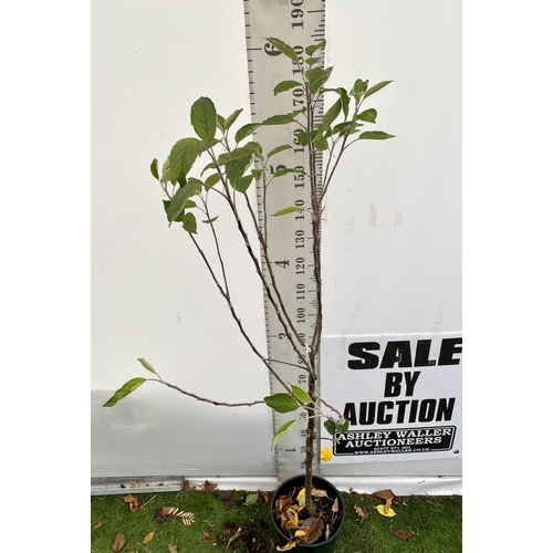 68 - ONE COOKING APPLE BRAMLEY'S SEEDING MALUS TREE. APPROX 190CM TALL IN A 12 LTR POT. PROPAGATED FROM T... 