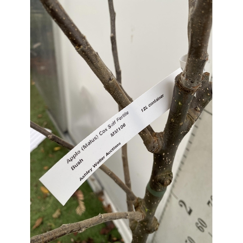 68 - ONE COOKING APPLE BRAMLEY'S SEEDING MALUS TREE. APPROX 190CM TALL IN A 12 LTR POT. PROPAGATED FROM T... 