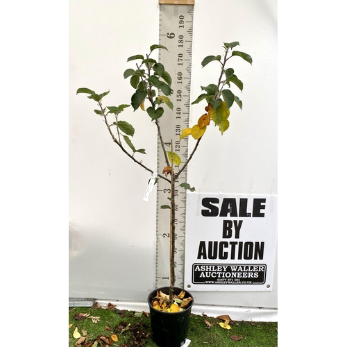 70 - ONE COOKING APPLE BRAMLEY'S SEEDING MALUS TREE. APPROX 180CM TALL IN A 12 LTR POT. PROPAGATED FROM T... 