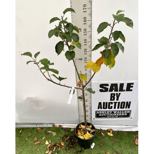 70 - ONE COOKING APPLE BRAMLEY'S SEEDING MALUS TREE. APPROX 180CM TALL IN A 12 LTR POT. PROPAGATED FROM T... 