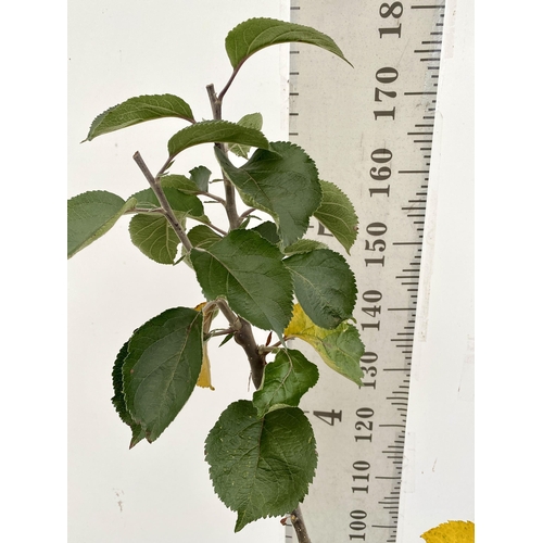 70 - ONE COOKING APPLE BRAMLEY'S SEEDING MALUS TREE. APPROX 180CM TALL IN A 12 LTR POT. PROPAGATED FROM T... 