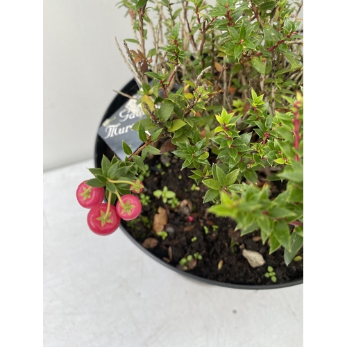 73 - TWO PERNETTYA GAULTHERIA MURONATA 'MULBERRY WINE' IN 7 LTR POTS. WITH LARGE DARK PINK ROUND BERRIES,... 