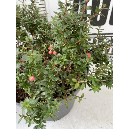 73 - TWO PERNETTYA GAULTHERIA MURONATA 'MULBERRY WINE' IN 7 LTR POTS. WITH LARGE DARK PINK ROUND BERRIES,... 