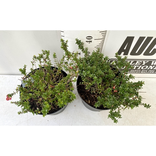 73 - TWO PERNETTYA GAULTHERIA MURONATA 'MULBERRY WINE' IN 7 LTR POTS. WITH LARGE DARK PINK ROUND BERRIES,... 