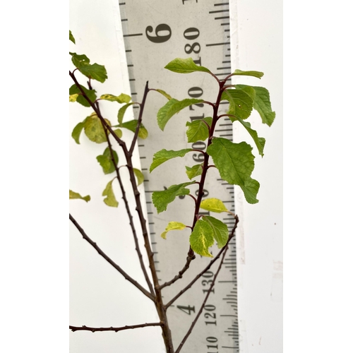 75 - A GREENGAGE TREE 'OLD GREENGAGE' APPROX 2 METRES IN HEIGHT IN A 12 LTR POT. SELECTED BY RHS FOR ITS ... 