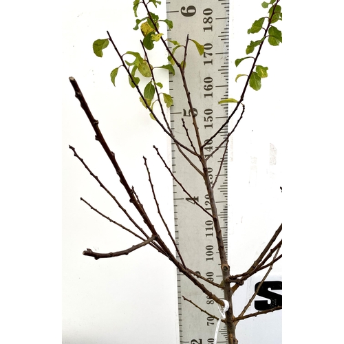 75 - A GREENGAGE TREE 'OLD GREENGAGE' APPROX 2 METRES IN HEIGHT IN A 12 LTR POT. SELECTED BY RHS FOR ITS ... 