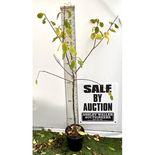 77 - ONE PLUM PRUNUS FRUIT TREE 'VICTORIA'. APPROX 2 METRES IN HEIGHT IN A 12 LTR POT. OVAL BRIGHT RED FR... 