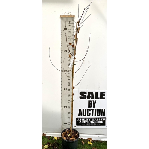 79 - ONE HIMALAYAN BIRCH BETULA UTILIS VARIETY JACQUEMONTII TREE OVER 220CM IN A 12 LTR POT. TREE HAS A C... 