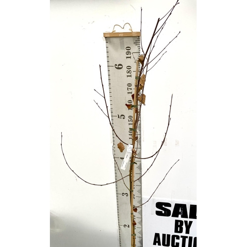 79 - ONE HIMALAYAN BIRCH BETULA UTILIS VARIETY JACQUEMONTII TREE OVER 220CM IN A 12 LTR POT. TREE HAS A C... 