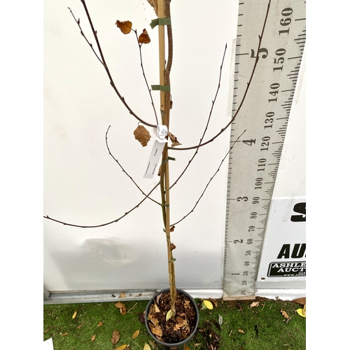 79 - ONE HIMALAYAN BIRCH BETULA UTILIS VARIETY JACQUEMONTII TREE OVER 220CM IN A 12 LTR POT. TREE HAS A C... 