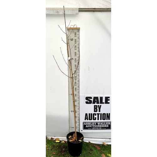 81 - ONE HIMALAYAN BIRCH BETULA UTILIS VARIETY JACQUEMONTII TREE OVER 230CM IN A 12 LTR POT. TREE HAS A C... 