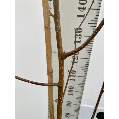 81 - ONE HIMALAYAN BIRCH BETULA UTILIS VARIETY JACQUEMONTII TREE OVER 230CM IN A 12 LTR POT. TREE HAS A C... 