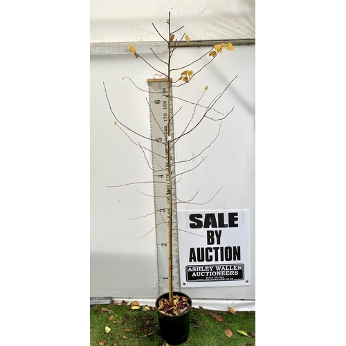 82 - ONE SILVER BIRCH BETULA ALBA PENDULA TREE OVER 2.5 METRES IN A 12 LTR POT. TREE HAS WHITE PEELING BA... 