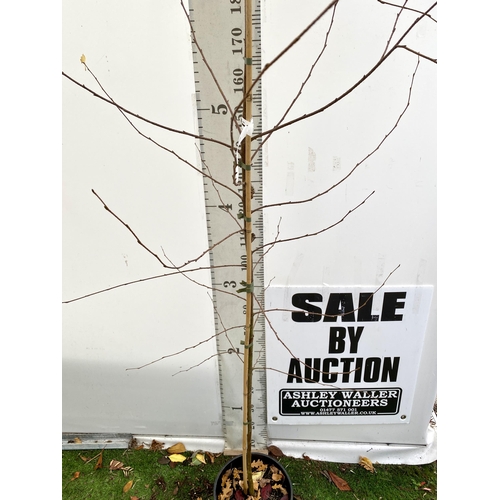 82 - ONE SILVER BIRCH BETULA ALBA PENDULA TREE OVER 2.5 METRES IN A 12 LTR POT. TREE HAS WHITE PEELING BA... 