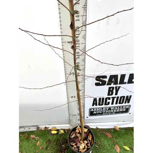 82 - ONE SILVER BIRCH BETULA ALBA PENDULA TREE OVER 2.5 METRES IN A 12 LTR POT. TREE HAS WHITE PEELING BA... 