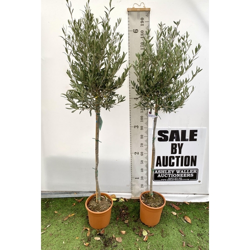 83 - TWO LARGE ITALIAN OLIVE STANDARD TREES OVER 190CM IN HEIGHT IN 9 LTR POTS NO VAT TO BE SOLD FOR THE ... 