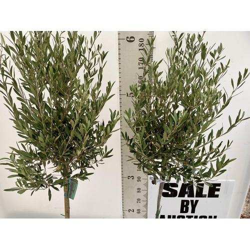 83 - TWO LARGE ITALIAN OLIVE STANDARD TREES OVER 190CM IN HEIGHT IN 9 LTR POTS NO VAT TO BE SOLD FOR THE ... 