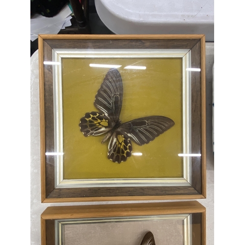 129 - THREE CASED TAXIDERMY BUTTERFLIES