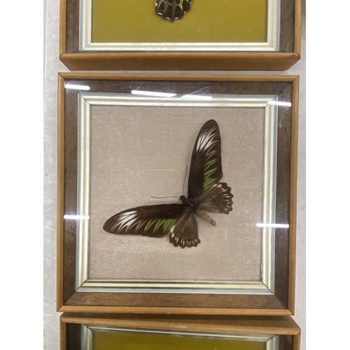 129 - THREE CASED TAXIDERMY BUTTERFLIES