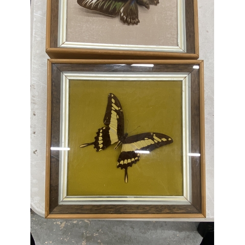 129 - THREE CASED TAXIDERMY BUTTERFLIES