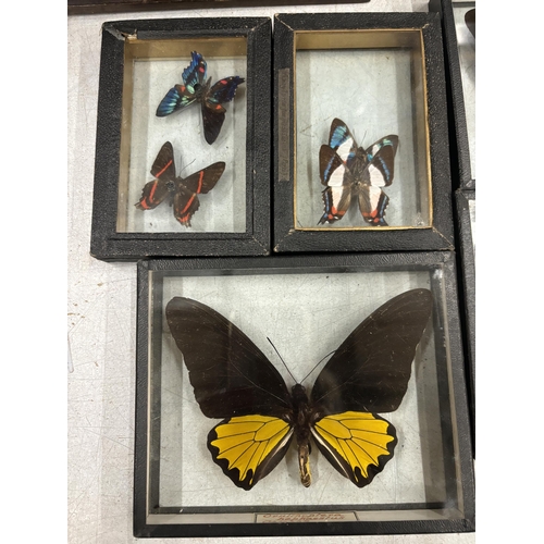 30 - FIVE FRAMES CONTAINING TAXIDERMY BUTTERFLIES