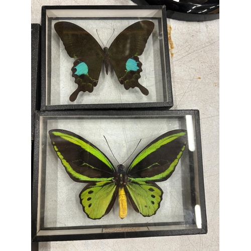 30 - FIVE FRAMES CONTAINING TAXIDERMY BUTTERFLIES