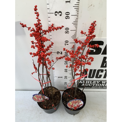 23 - 2 LARGE HOLLY ILEX VERTICILLATA WINTERBERRY IN 5 LTR POTS. APPROX 90CM TALL LADEN WITH BERRIES. TO B... 