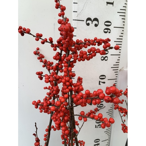 23 - 2 LARGE HOLLY ILEX VERTICILLATA WINTERBERRY IN 5 LTR POTS. APPROX 90CM TALL LADEN WITH BERRIES. TO B... 