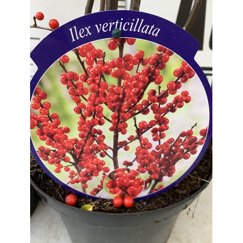 23 - 2 LARGE HOLLY ILEX VERTICILLATA WINTERBERRY IN 5 LTR POTS. APPROX 90CM TALL LADEN WITH BERRIES. TO B... 