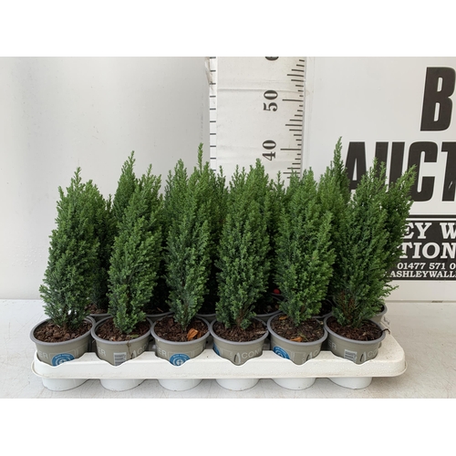 233 - EIGHTEEN CONIFERS CHAMAECYPARIS LAWSONIANA 'ELLWOODS PILLAR' ON A TRAY. APPROX 40CM IN HEIGHT IN 8CM... 