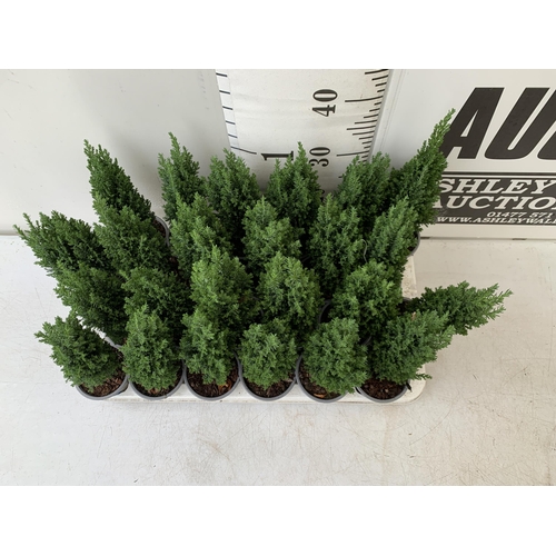 233 - EIGHTEEN CONIFERS CHAMAECYPARIS LAWSONIANA 'ELLWOODS PILLAR' ON A TRAY. APPROX 40CM IN HEIGHT IN 8CM... 