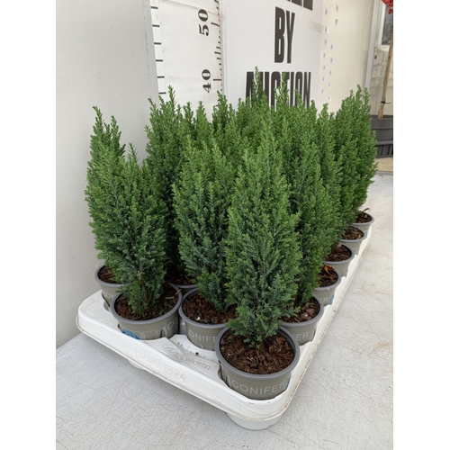 233 - EIGHTEEN CONIFERS CHAMAECYPARIS LAWSONIANA 'ELLWOODS PILLAR' ON A TRAY. APPROX 40CM IN HEIGHT IN 8CM... 