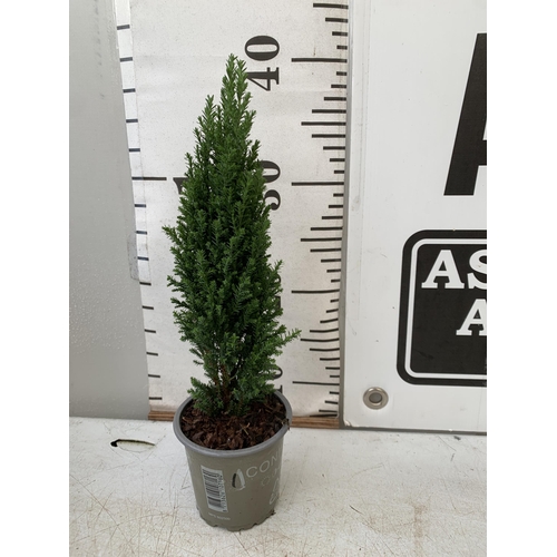 233 - EIGHTEEN CONIFERS CHAMAECYPARIS LAWSONIANA 'ELLWOODS PILLAR' ON A TRAY. APPROX 40CM IN HEIGHT IN 8CM... 