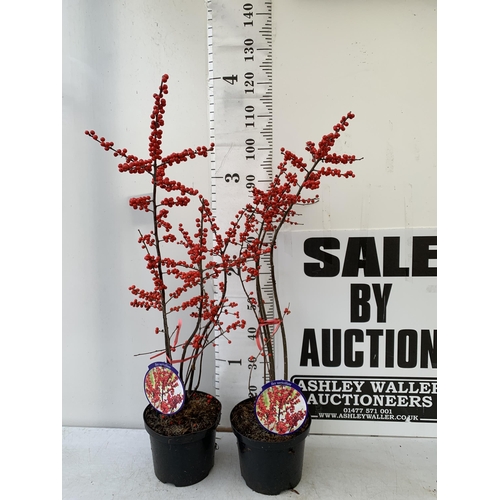 234 - 2 LARGE HOLLY ILEX VERTICILLATA WINTERBERRY IN 5 LTR POTS. APPROX 120CM TALL LADEN WITH BERRIES. TO ... 