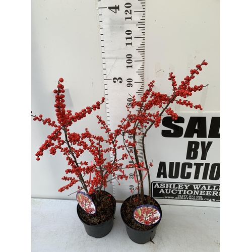 234 - 2 LARGE HOLLY ILEX VERTICILLATA WINTERBERRY IN 5 LTR POTS. APPROX 120CM TALL LADEN WITH BERRIES. TO ... 